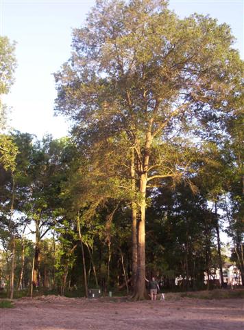 Size_of_Tree__Small_.jpg